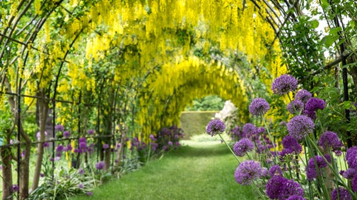 Seaton Delaval Hall's laburnum arch and blooming purple alliums